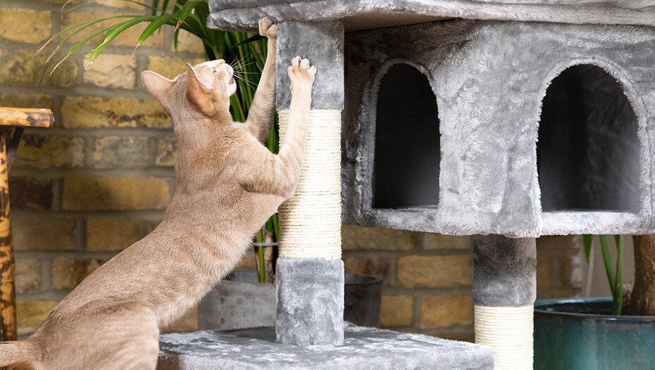 How To Discipline a Cat Solving Bad Behaviour Purina